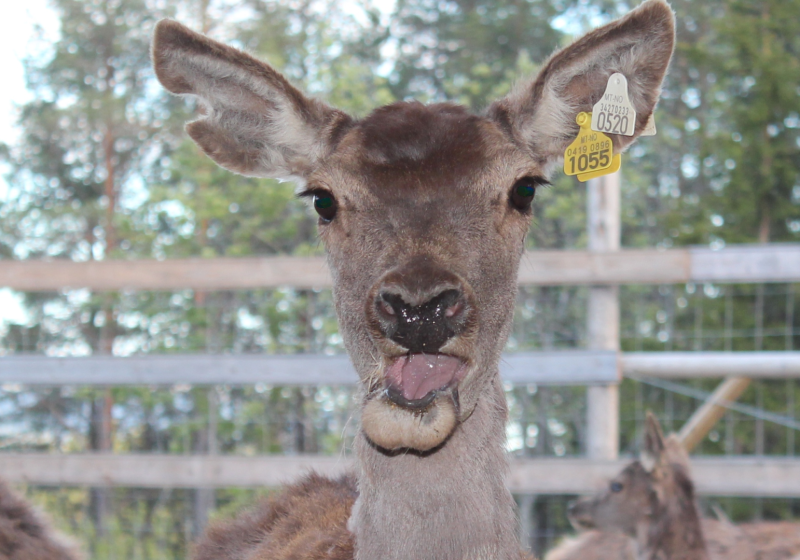 Bedriftsbesøk Fort Hjort Hogstad